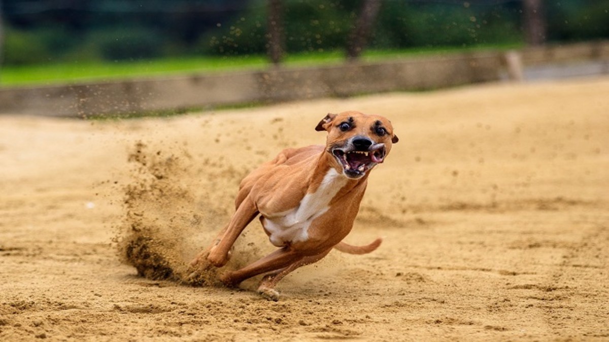 Why Do Dogs Get the Zoomies?